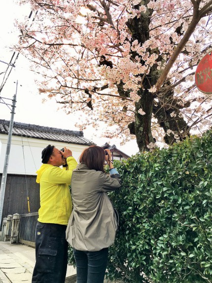 京都の桜も超満開。。。