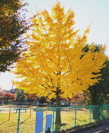 真っ黄色に色づくイチョウの木