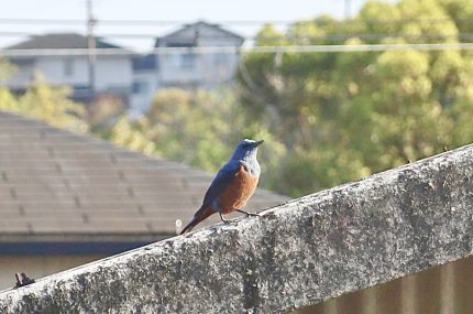 春の風物詩を身近に感じられるショールーム。