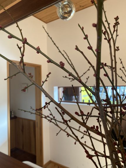 可愛らしい蕾付きの梅の木をショールームに飾りました！